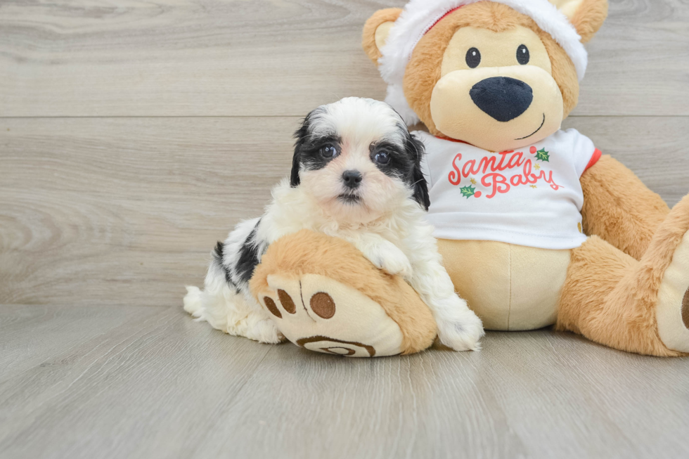 Funny Teddy Bear Designer Pup