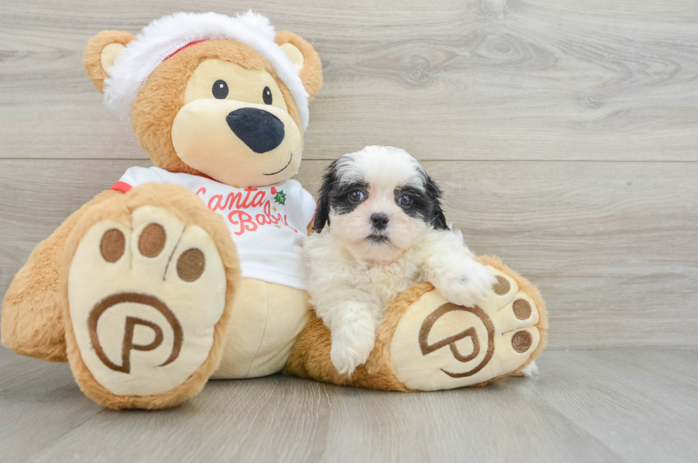 6 week old Teddy Bear Puppy For Sale - Pilesgrove Pups