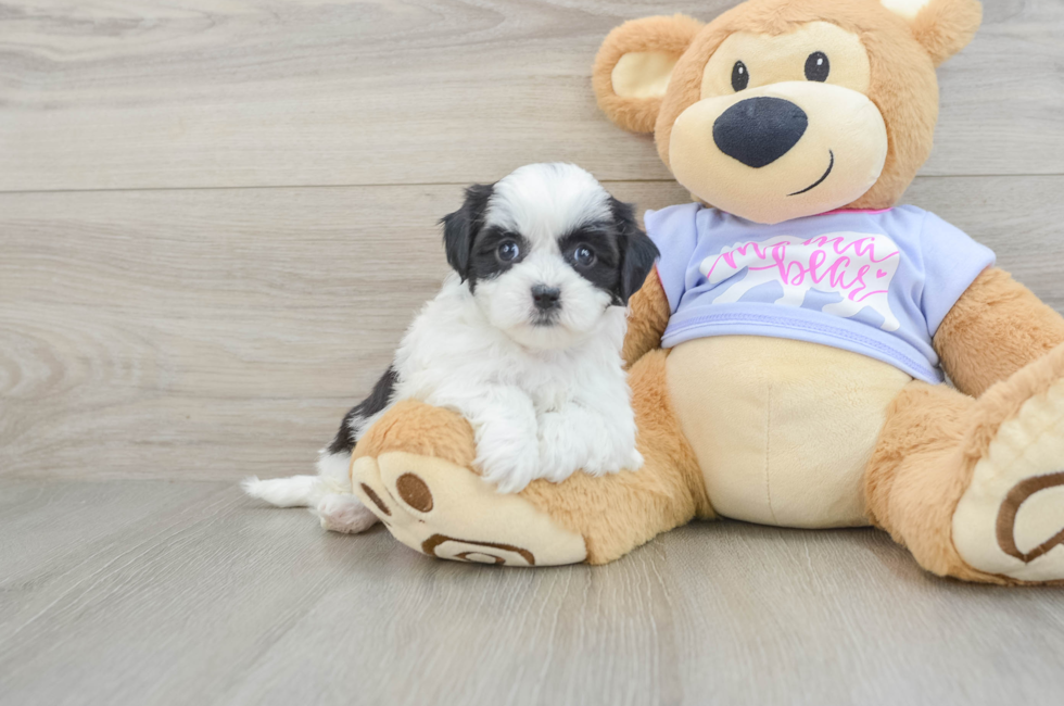 5 week old Teddy Bear Puppy For Sale - Pilesgrove Pups
