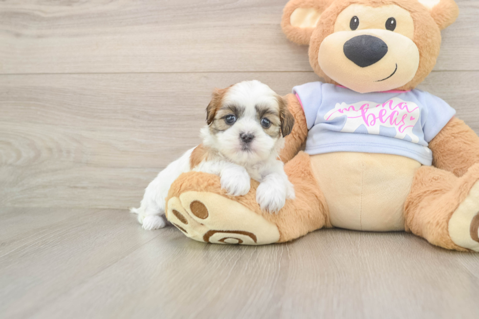 Best Teddy Bear Baby