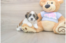 Teddy Bear Pup Being Cute
