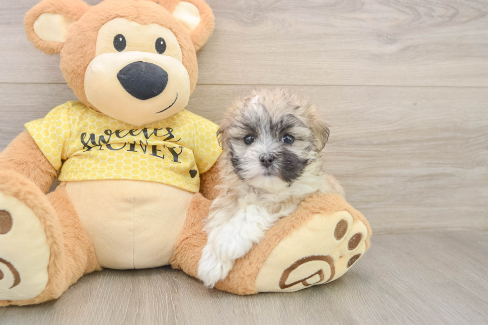 Teddy Bear Pup Being Cute