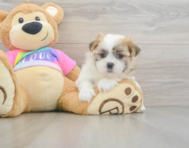 7 week old Teddy Bear Puppy For Sale - Pilesgrove Pups
