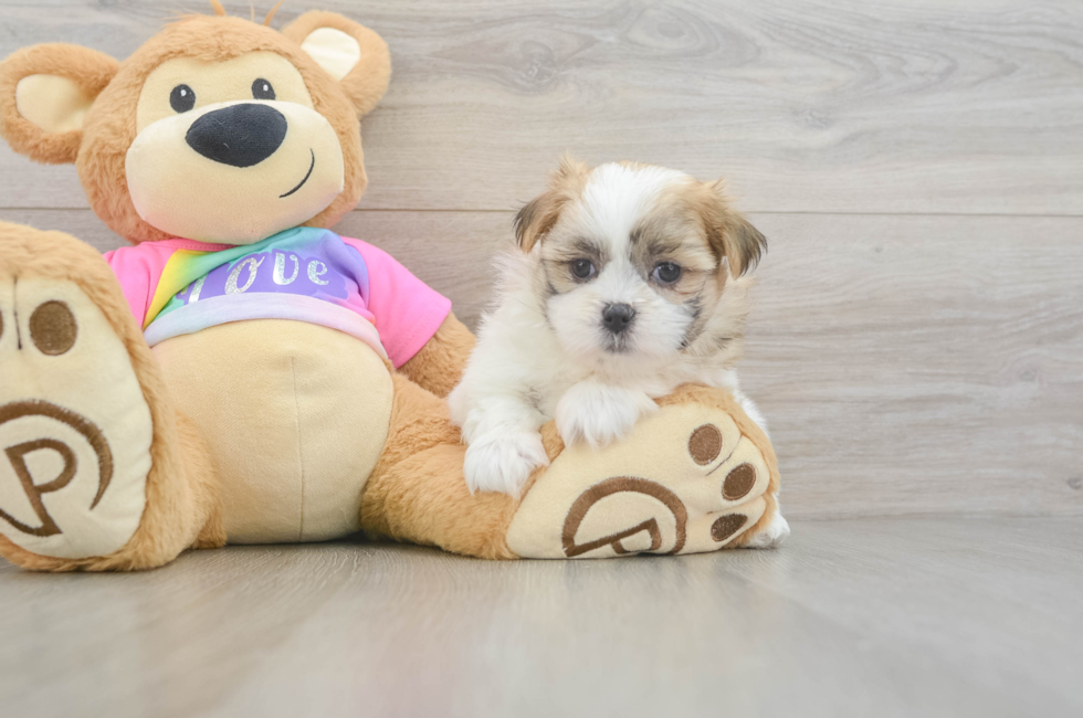7 week old Teddy Bear Puppy For Sale - Pilesgrove Pups