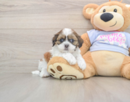 8 week old Teddy Bear Puppy For Sale - Pilesgrove Pups