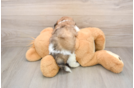 Teddy Bear Puppy for Adoption