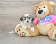 8 week old Teddy Bear Puppy For Sale - Pilesgrove Pups