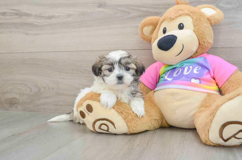 8 week old Teddy Bear Puppy For Sale - Pilesgrove Pups