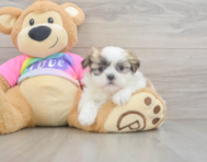 7 week old Teddy Bear Puppy For Sale - Pilesgrove Pups