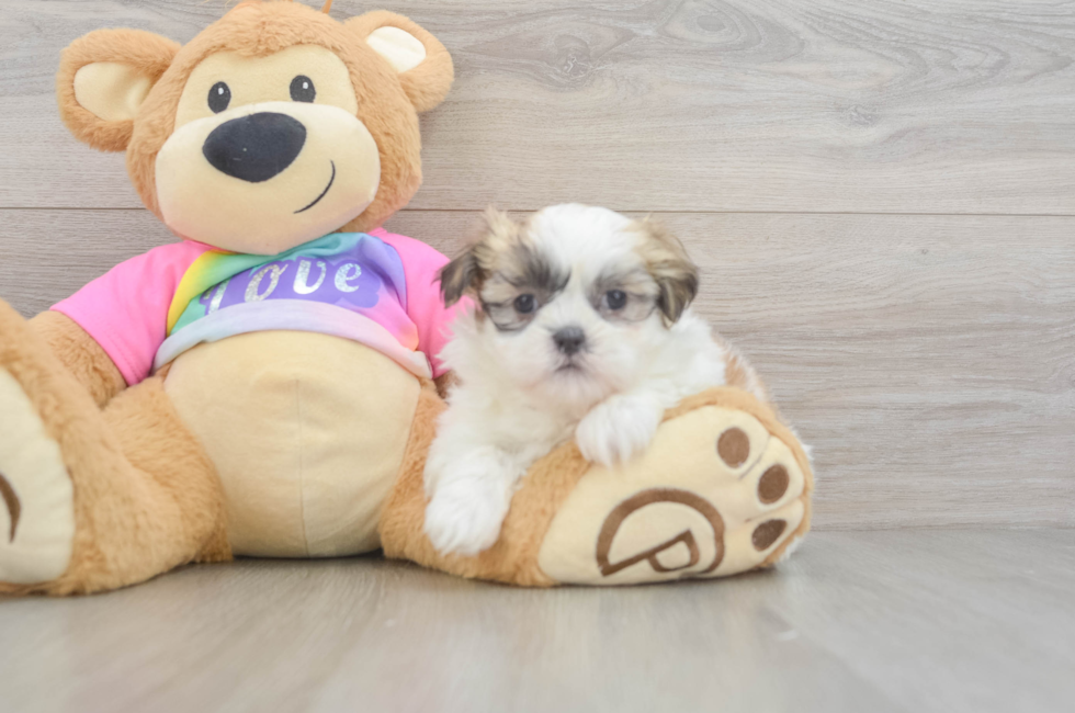 7 week old Teddy Bear Puppy For Sale - Pilesgrove Pups