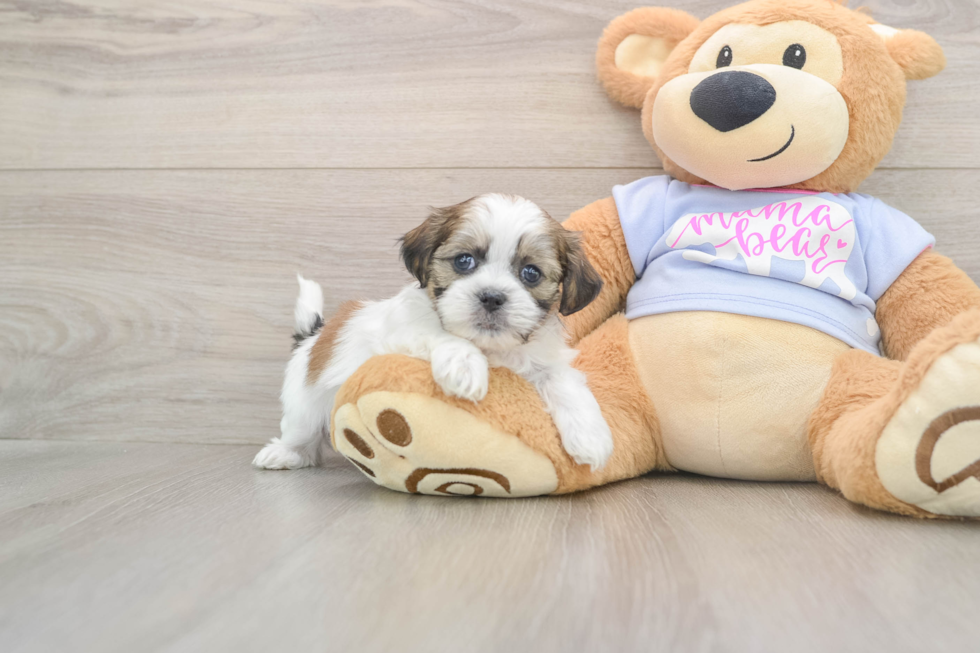 Happy Teddy Bear Baby