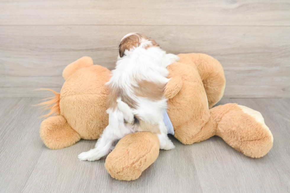 Funny Teddy Bear Designer Pup