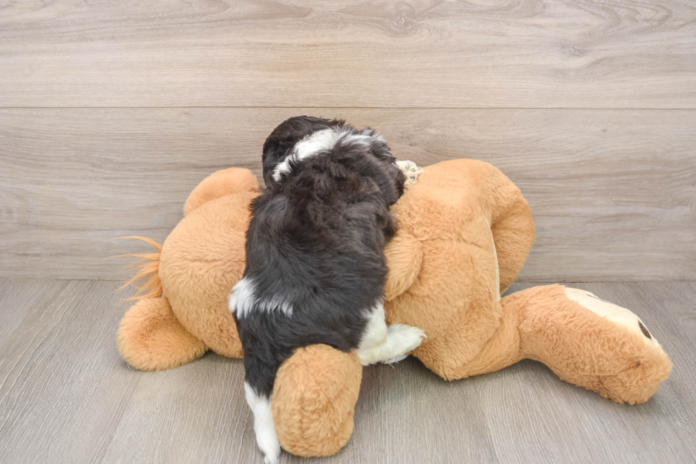 Best Teddy Bear Baby