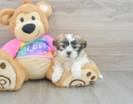 8 week old Teddy Bear Puppy For Sale - Pilesgrove Pups