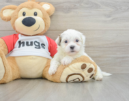 6 week old Teddy Bear Puppy For Sale - Pilesgrove Pups