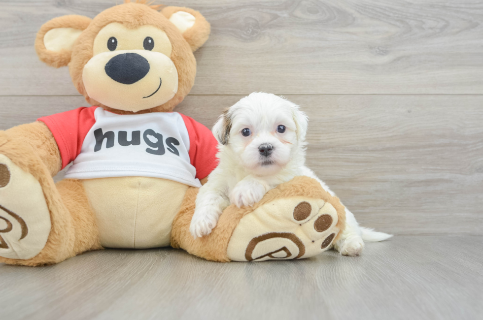 5 week old Teddy Bear Puppy For Sale - Pilesgrove Pups