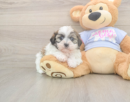 6 week old Teddy Bear Puppy For Sale - Pilesgrove Pups