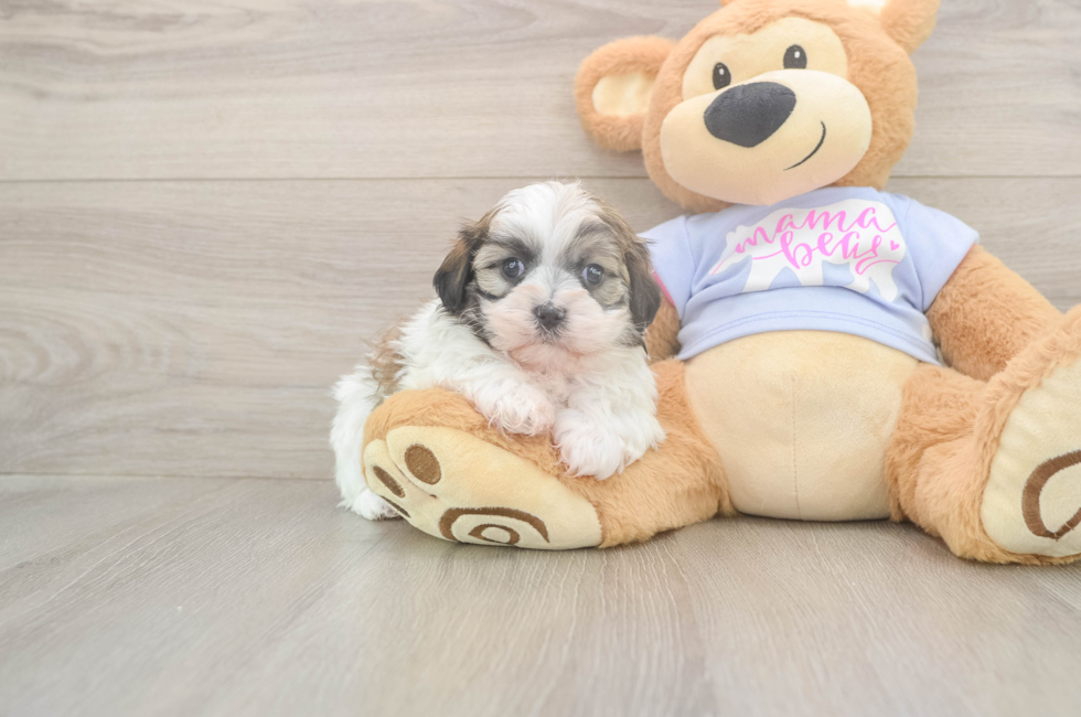6 week old Teddy Bear Puppy For Sale - Pilesgrove Pups