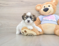 8 week old Teddy Bear Puppy For Sale - Pilesgrove Pups