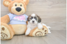 Best Teddy Bear Baby