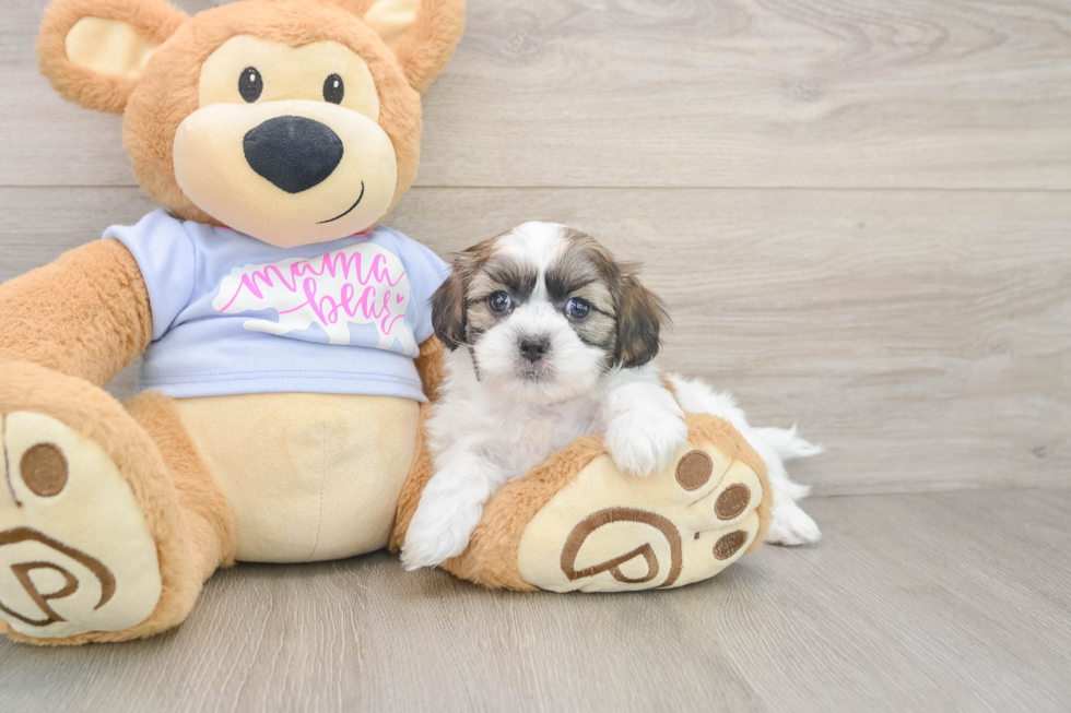 Best Teddy Bear Baby