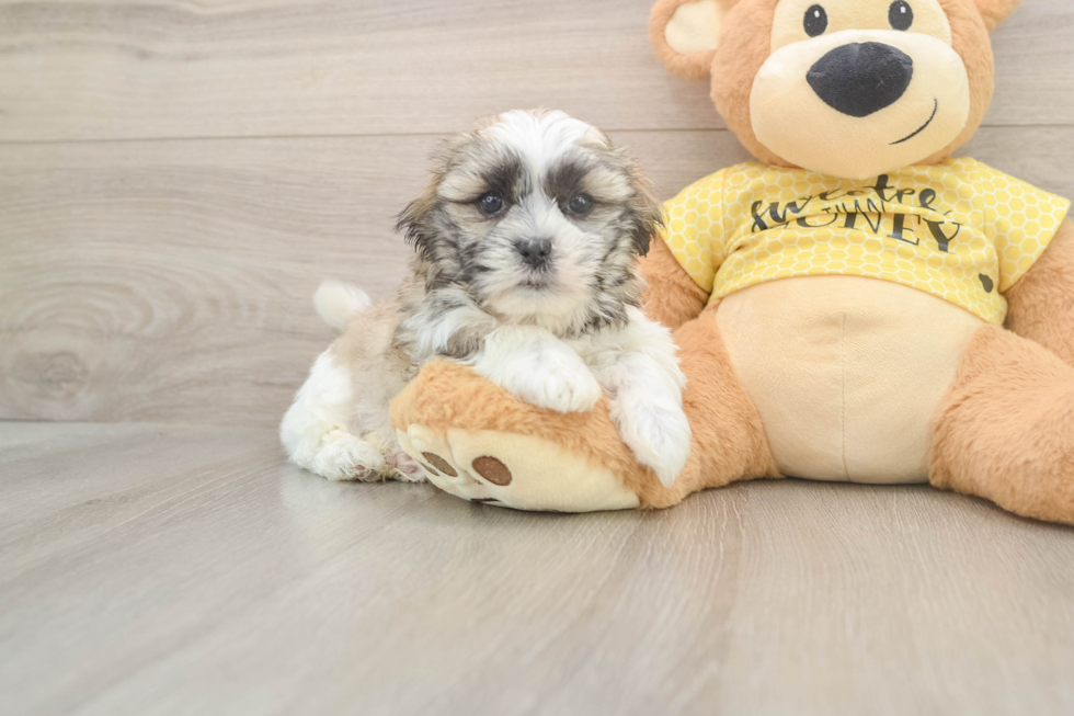Sweet Teddy Bear Baby