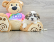 8 week old Teddy Bear Puppy For Sale - Pilesgrove Pups