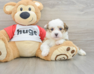 6 week old Teddy Bear Puppy For Sale - Pilesgrove Pups