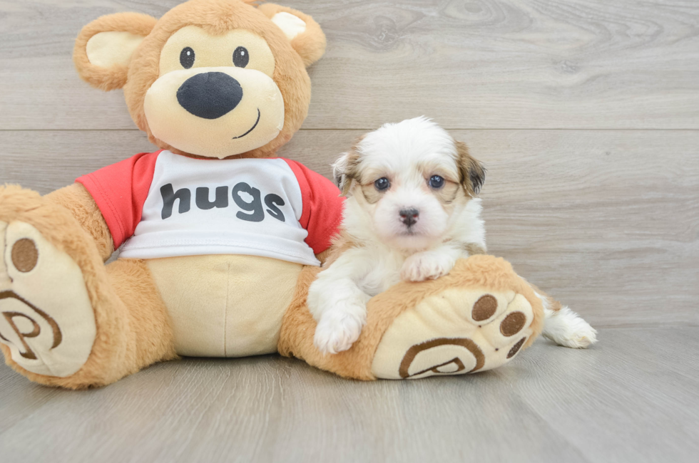 5 week old Teddy Bear Puppy For Sale - Pilesgrove Pups