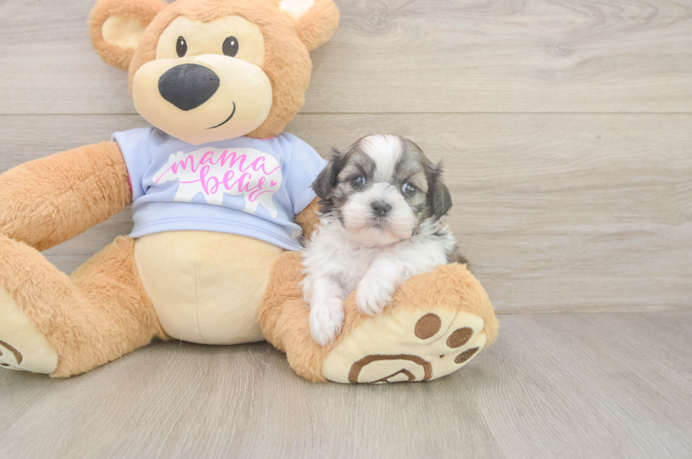 6 week old Teddy Bear Puppy For Sale - Pilesgrove Pups
