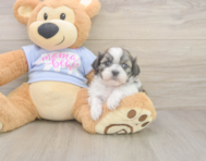 6 week old Teddy Bear Puppy For Sale - Pilesgrove Pups 6 week old Teddy Bear Puppy For Sale - Pilesgrove Pups