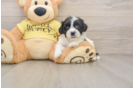 Teddy Bear Puppy for Adoption