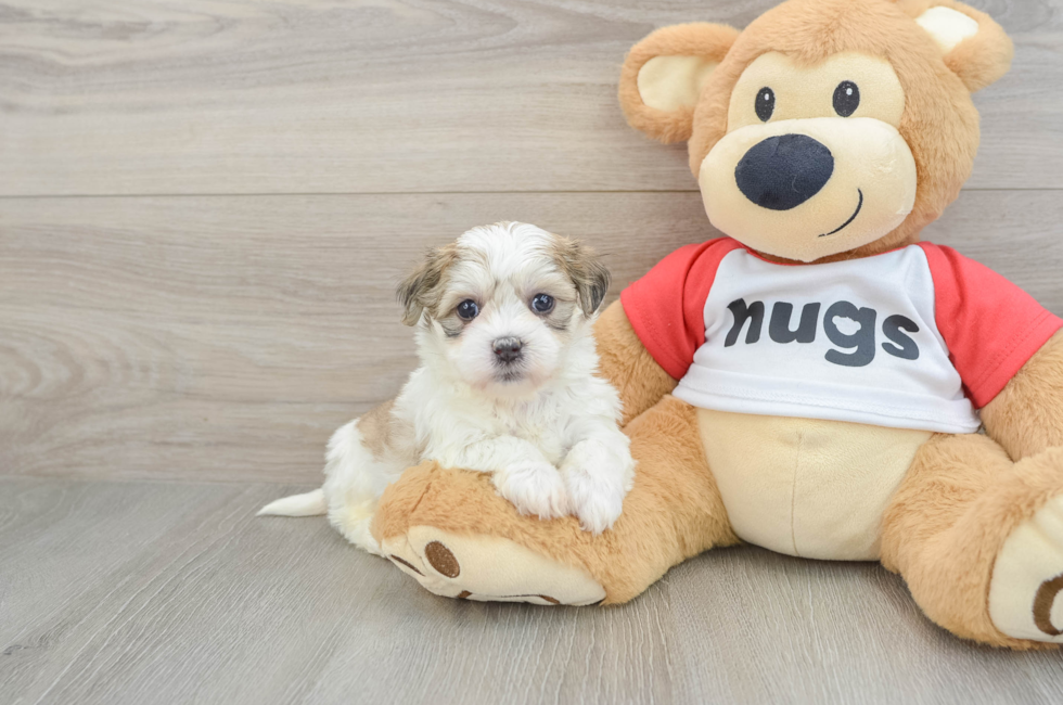 5 week old Teddy Bear Puppy For Sale - Pilesgrove Pups