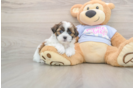 Best Teddy Bear Baby
