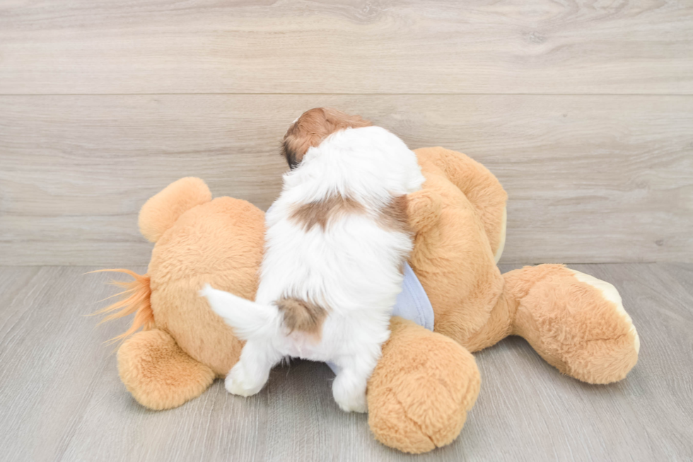 Playful Shi Chon Designer Puppy