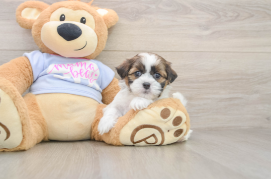 Best Teddy Bear Baby
