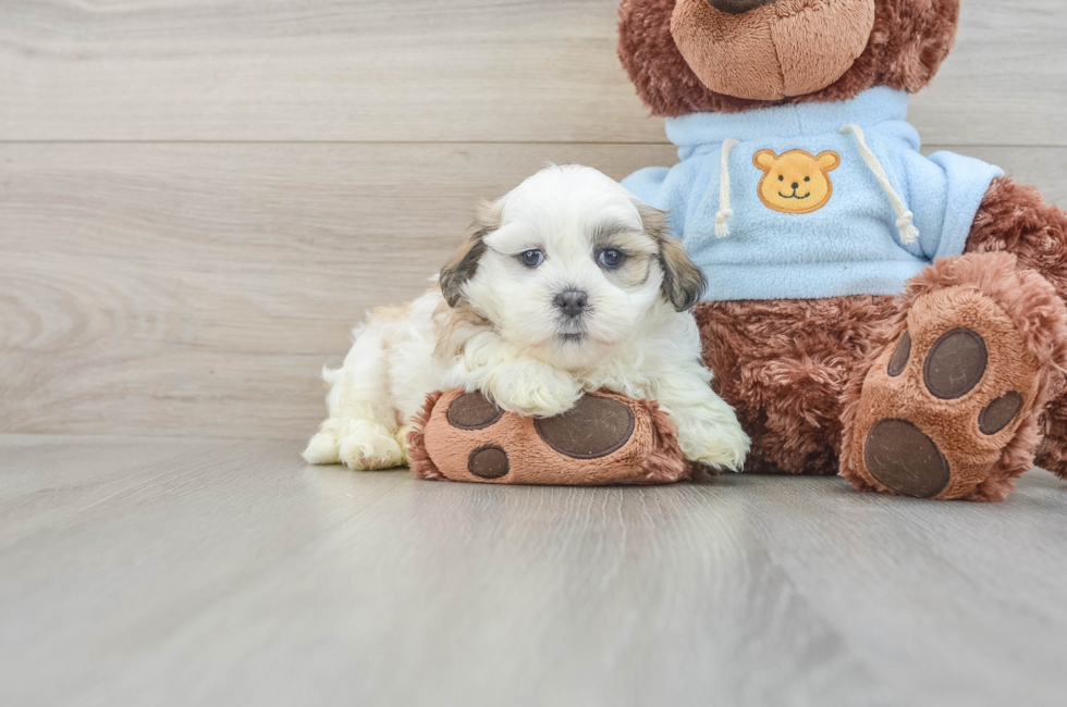 6 week old Teddy Bear Puppy For Sale - Pilesgrove Pups