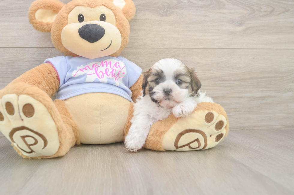 6 week old Teddy Bear Puppy For Sale - Pilesgrove Pups
