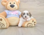 6 week old Teddy Bear Puppy For Sale - Pilesgrove Pups 6 week old Teddy Bear Puppy For Sale - Pilesgrove Pups