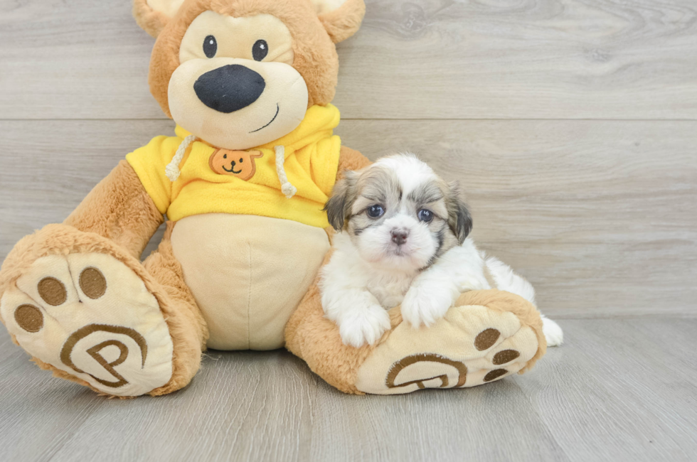 6 week old Teddy Bear Puppy For Sale - Pilesgrove Pups