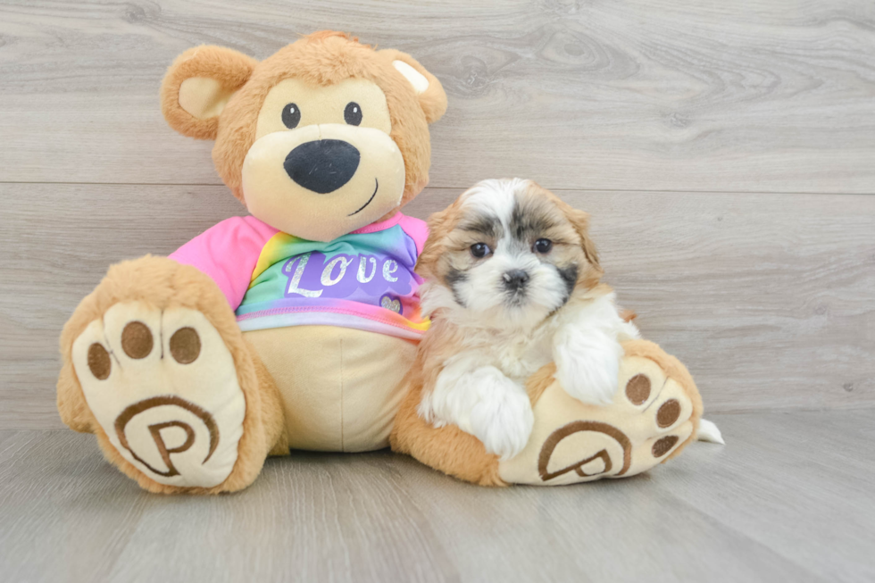 Best Teddy Bear Baby