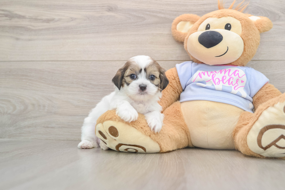 Sweet Teddy Bear Baby