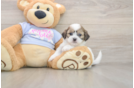 Teddy Bear Puppy for Adoption