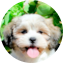 Teddy Bear Puppy For Sale - Pilesgrove Pups Teddy Bear Puppy For Sale - Pilesgrove Pups
