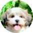 Teddy Bear Puppies For Sale - Pilesgrove Pups Teddy Bear Puppies For Sale - Pilesgrove Pups