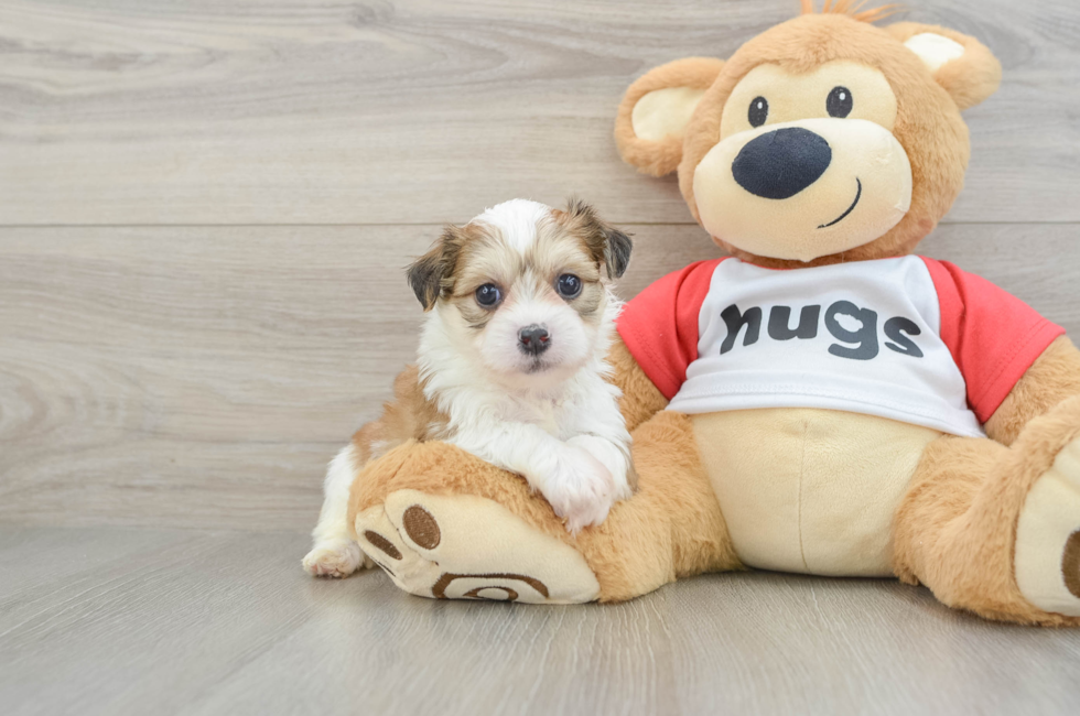 5 week old Teddy Bear Puppy For Sale - Pilesgrove Pups