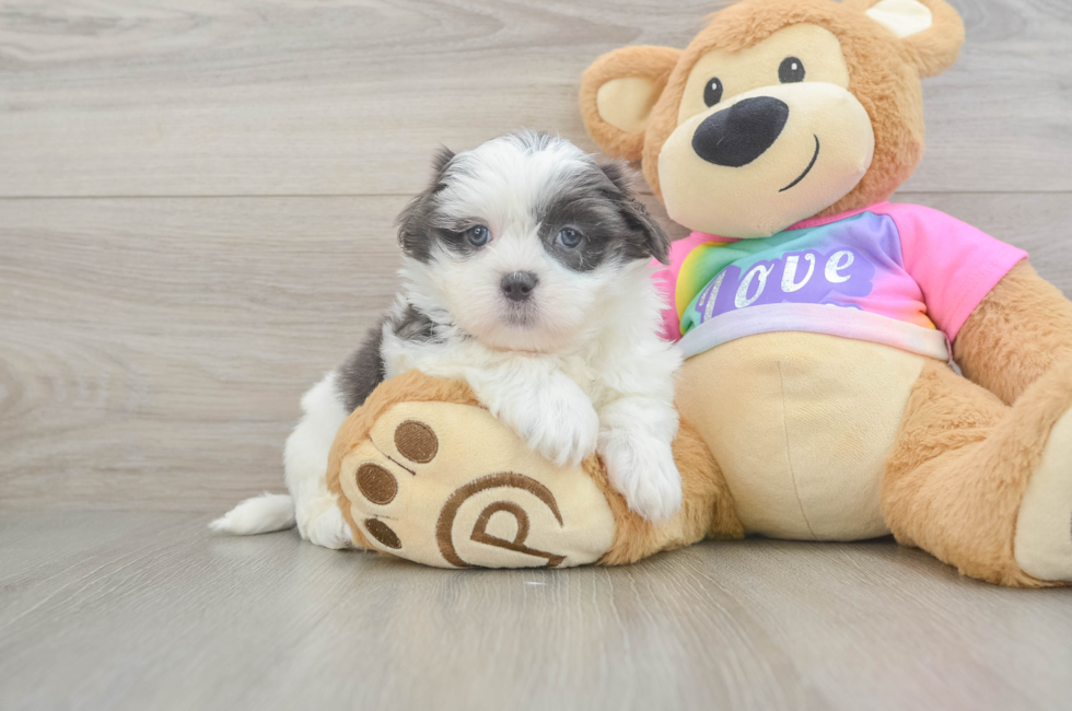 6 week old Teddy Bear Puppy For Sale - Pilesgrove Pups