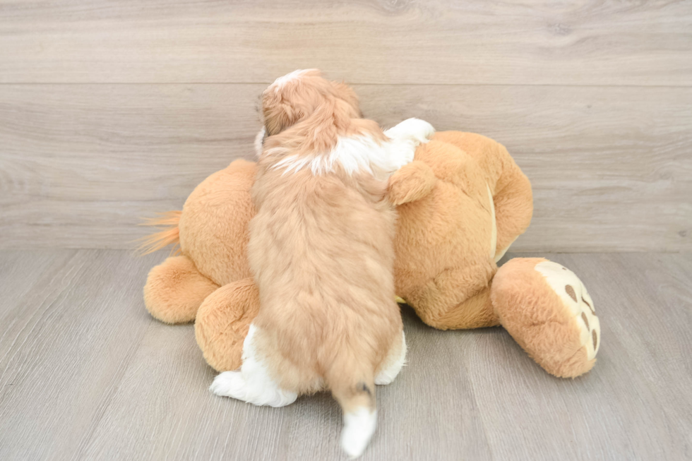 Smart Teddy Bear Designer Pup