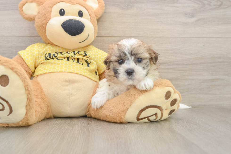 Teddy Bear Puppy for Adoption