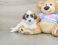 7 week old Teddy Bear Puppy For Sale - Pilesgrove Pups